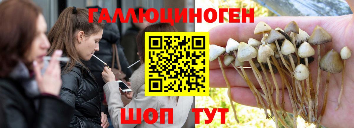 Асино  Псилоцибиновые грибы Psilocybe  Вход с VPN 